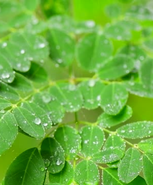 Feuilles Moringa pluie