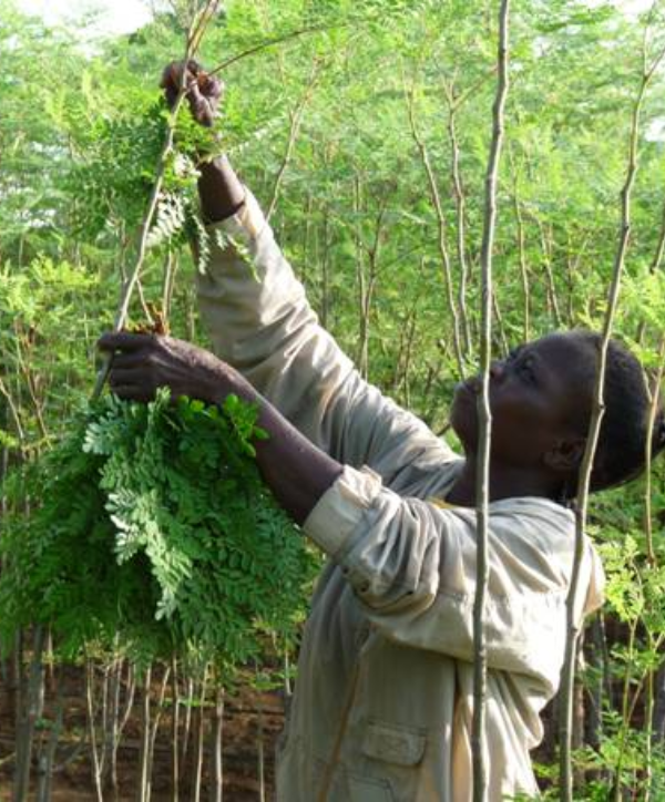 Culture Moringa