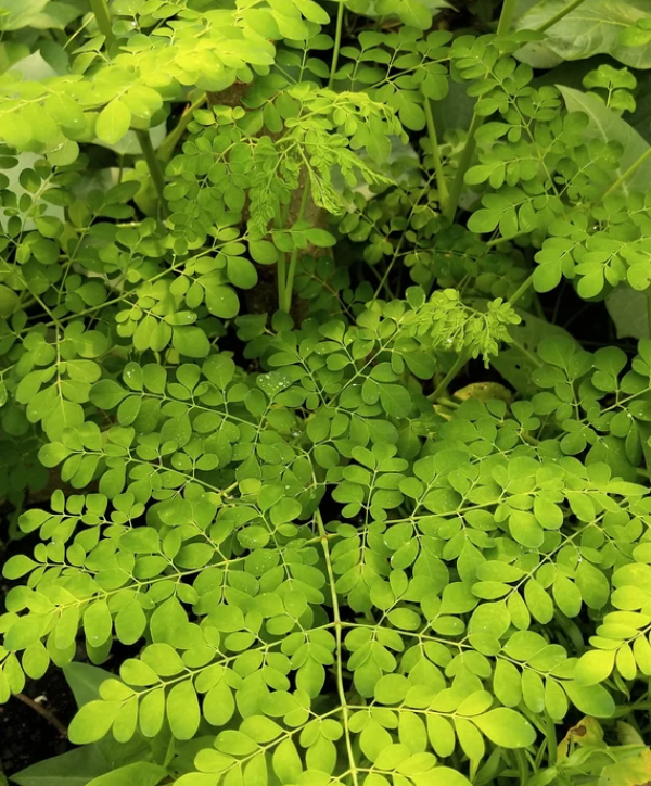 Feuilles Moringa