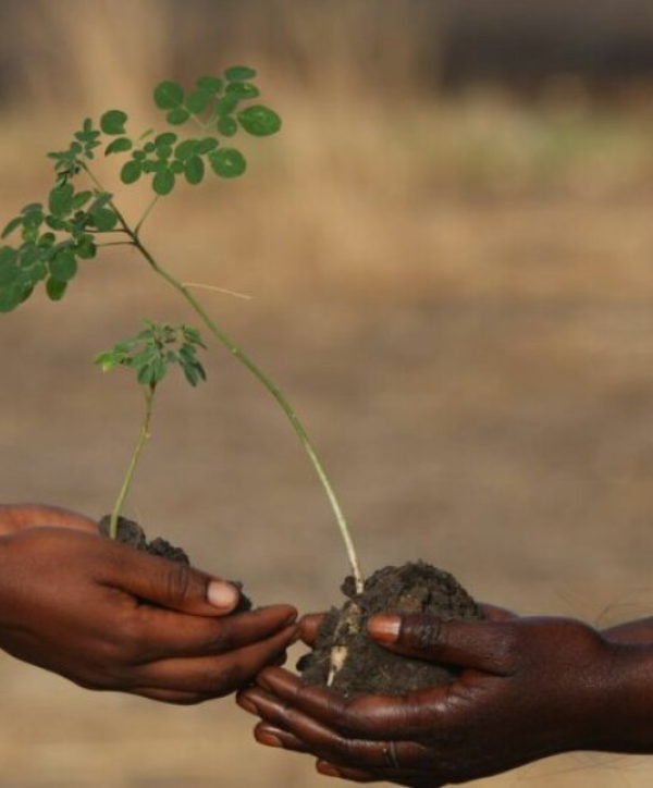 Arbre Moringa