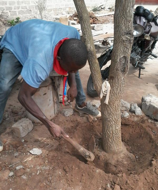 Arbre Moringa